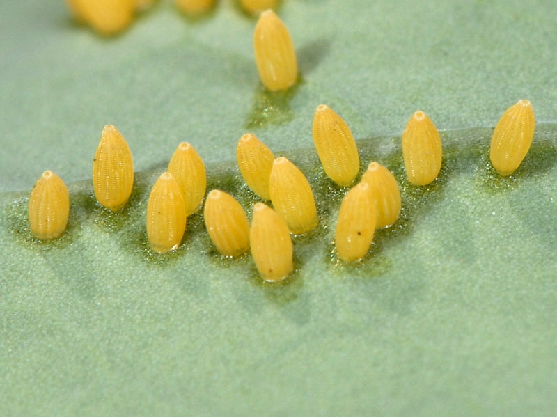 Ciclo vitale di Pieris brassicae