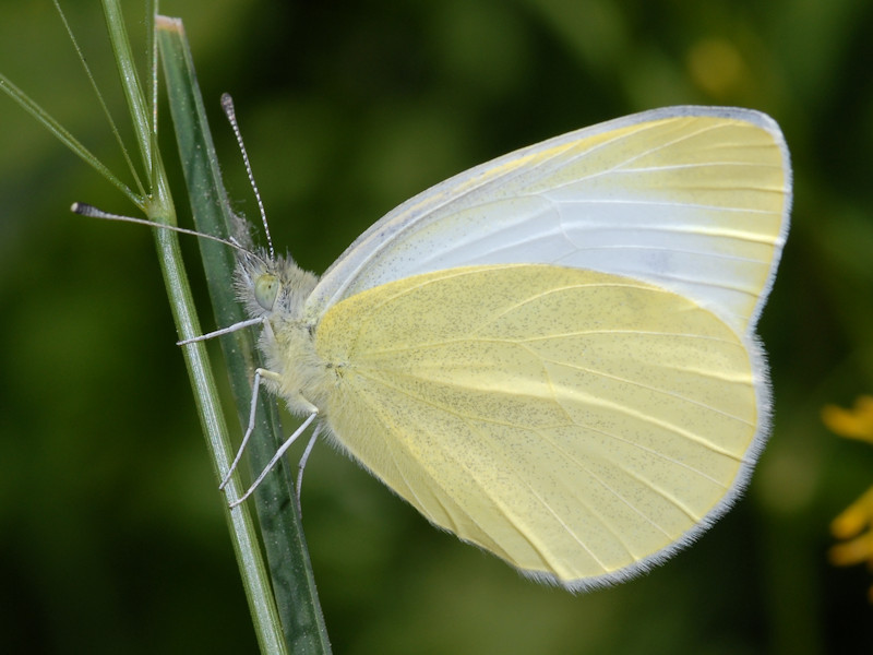 Ciclo vitale di Pieris ergane - Pieridae