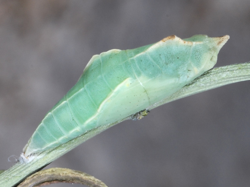 Ciclo vitale di Pieris ergane - Pieridae