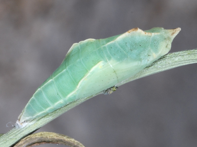 Ciclo vitale di Pieris ergane - Pieridae