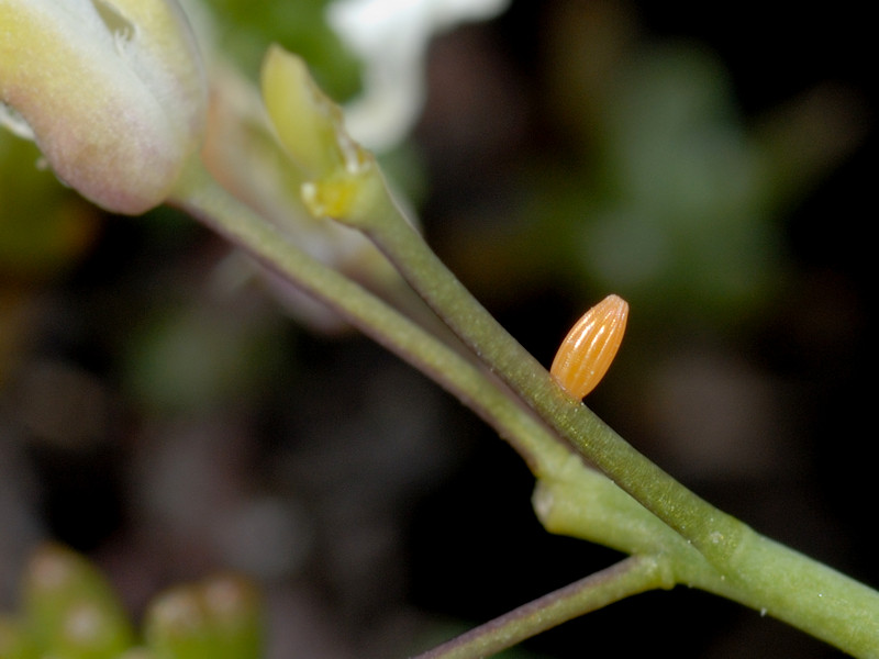 Ciclo vitale di Pieris ergane - Pieridae