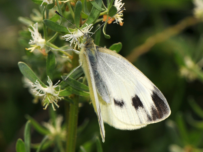 Femmina di Pieris mannii