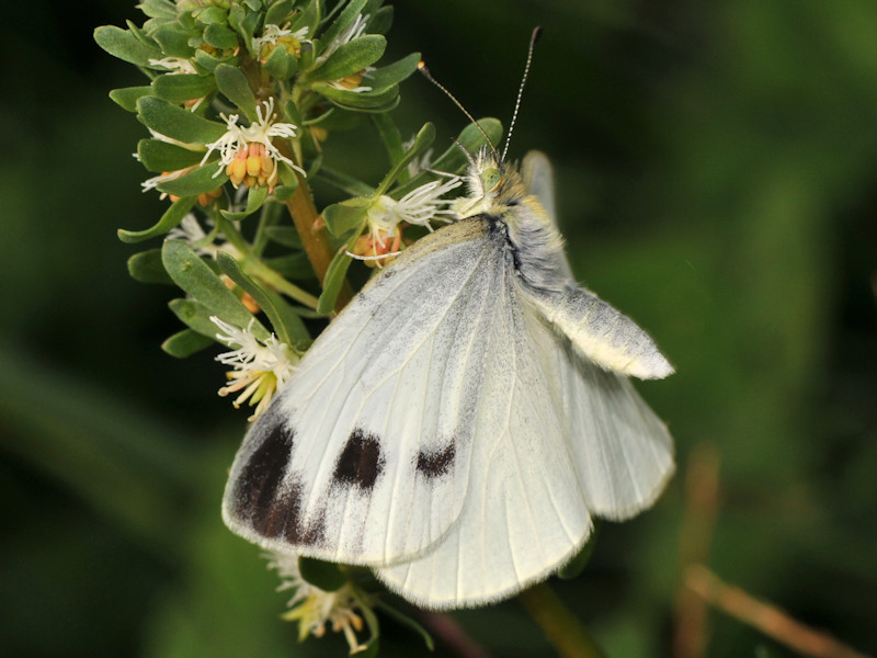 Femmina di Pieris mannii