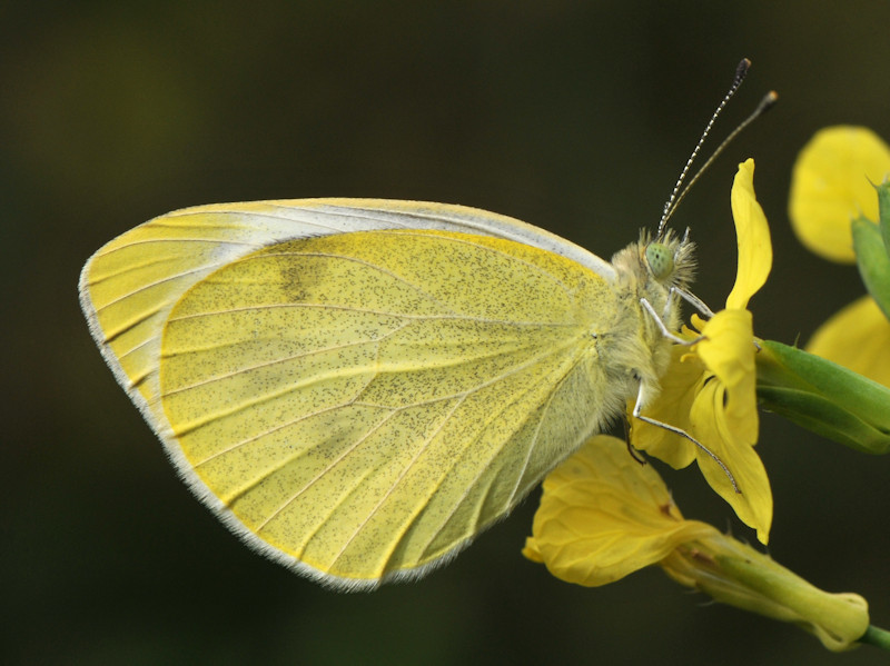 Femmina di Pieris mannii