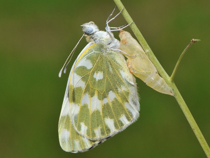 Ciclo vitale di Pontia edusa - Pieridae