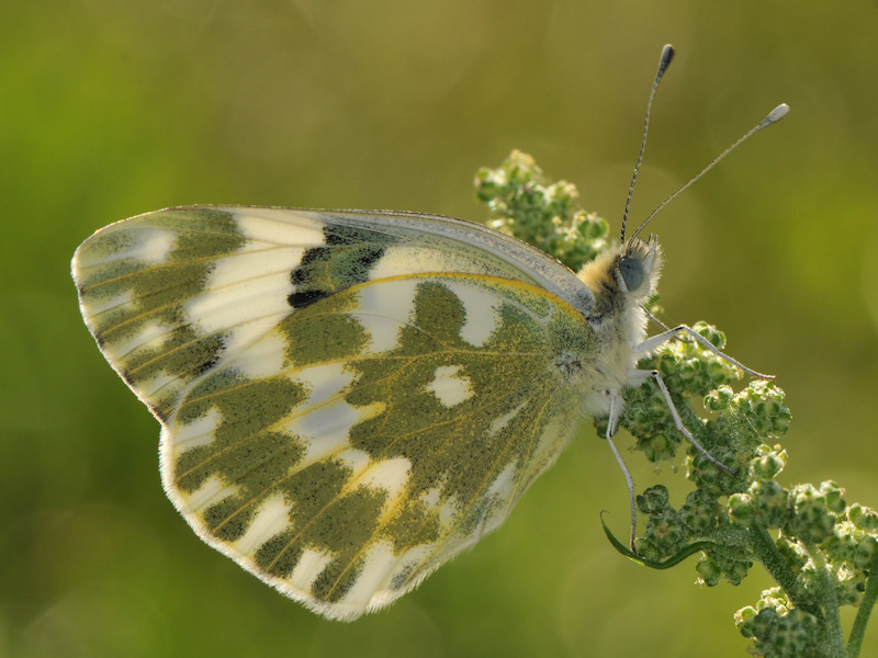 Ciclo vitale di Pontia edusa - Pieridae