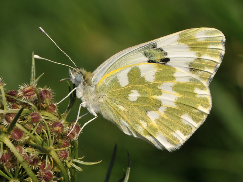 Ciclo vitale di Pontia edusa - Pieridae