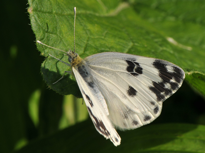 Ciclo vitale di Pontia edusa - Pieridae