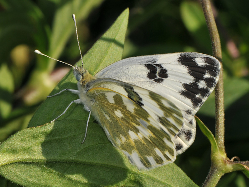 Ciclo vitale di Pontia edusa - Pieridae