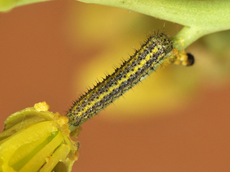 Ciclo vitale di Pontia edusa - Pieridae
