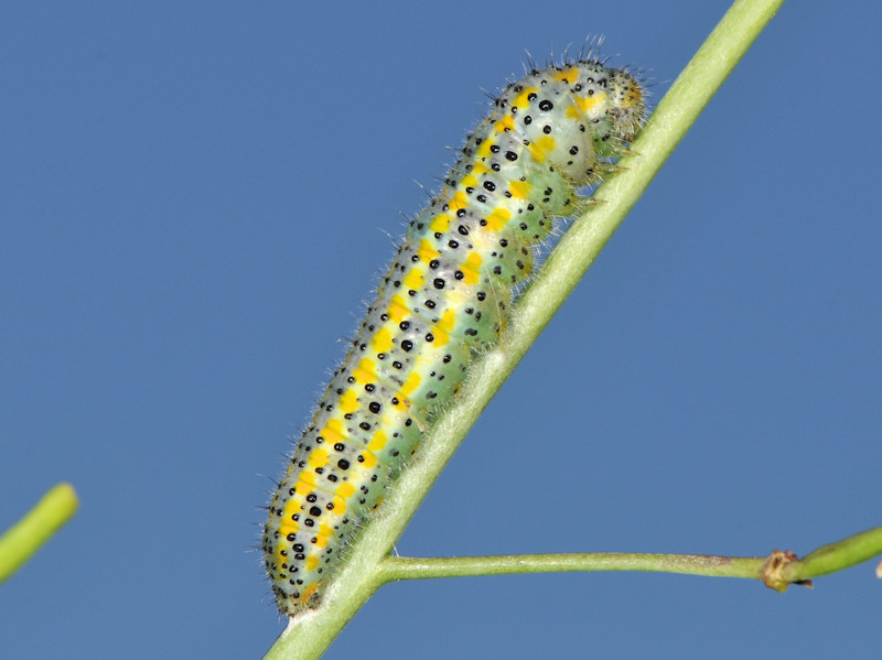 Ciclo vitale di Pontia edusa - Pieridae