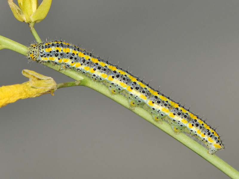 Ciclo vitale di Pontia edusa - Pieridae