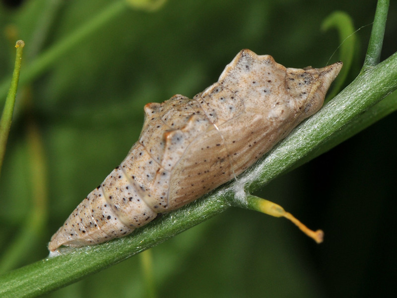 Ciclo vitale di Pontia edusa - Pieridae