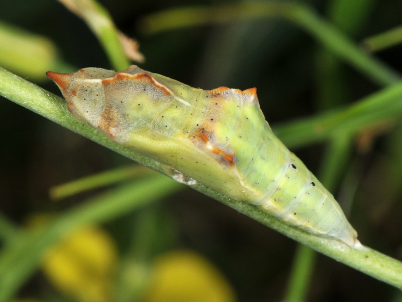 Ciclo vitale di Pontia edusa - Pieridae