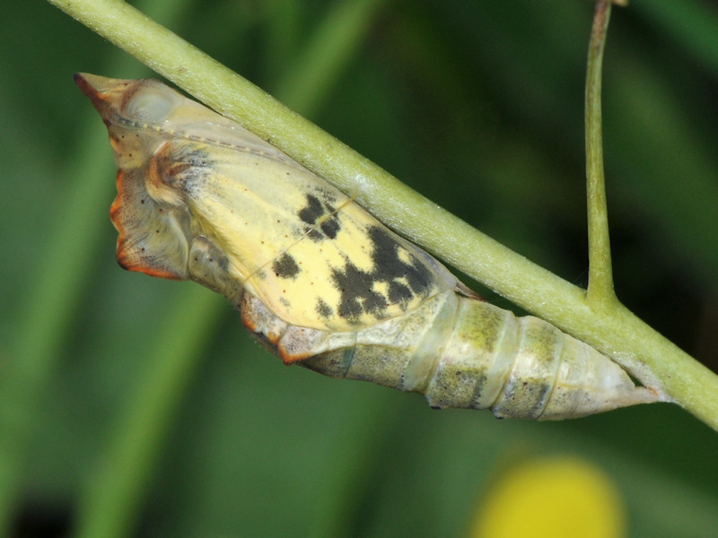 Ciclo vitale di Pontia edusa - Pieridae