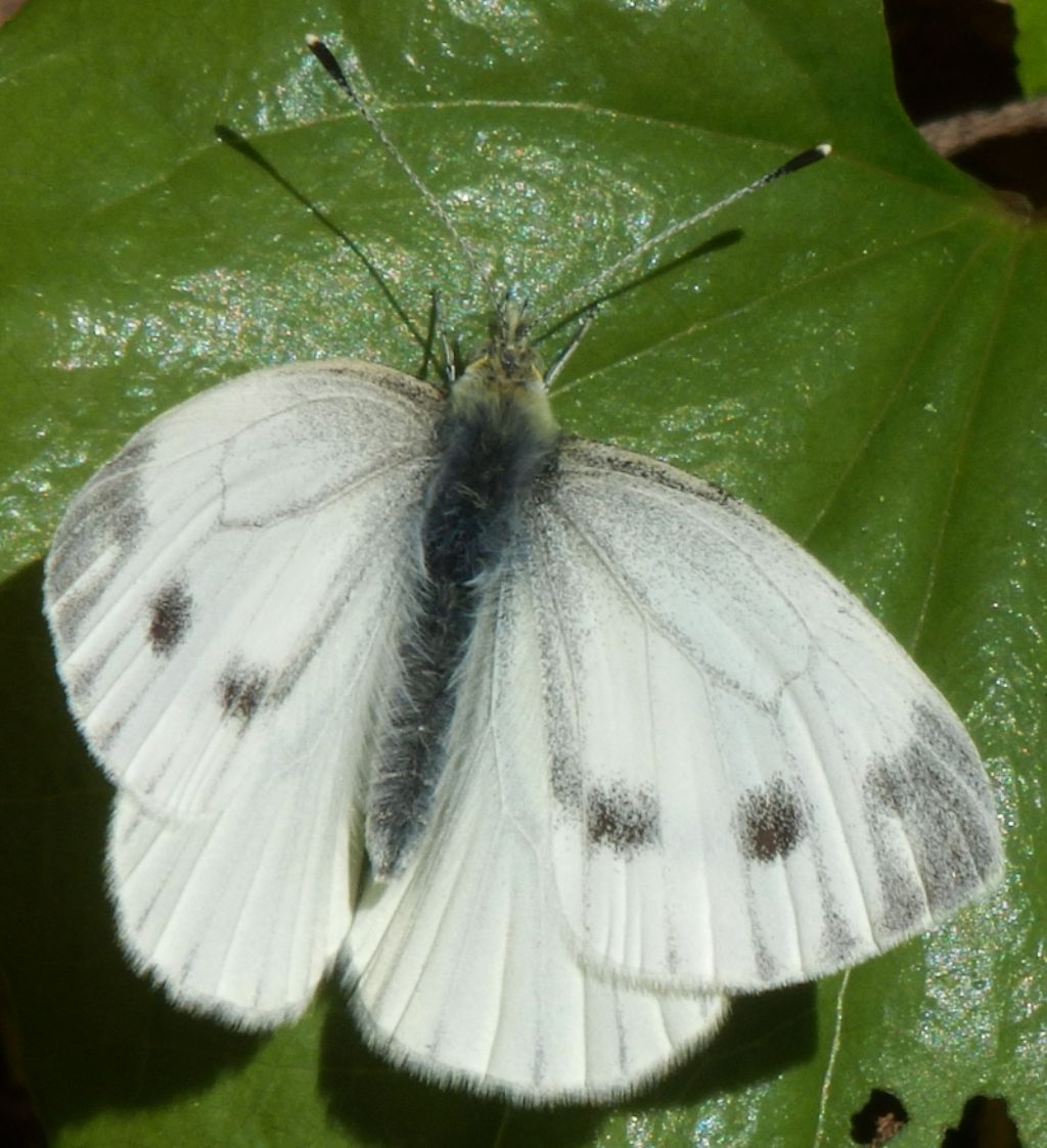 Possibile un Pieris rapae? No, Pieris napi, femmina