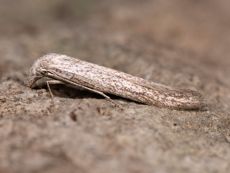 Pterolonche (Gomezbustillus) pulverulenta - Pterolonchidae