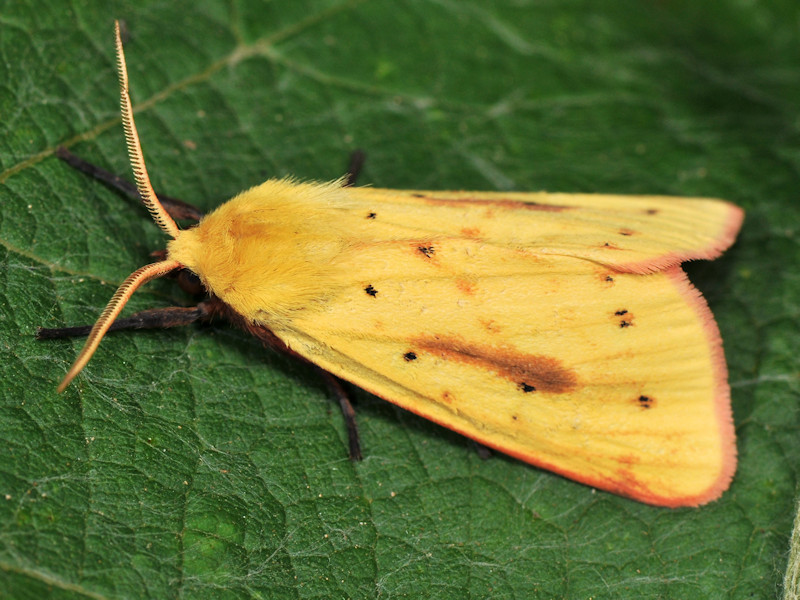 Rhyparioides metelkana trovata in l''Italia