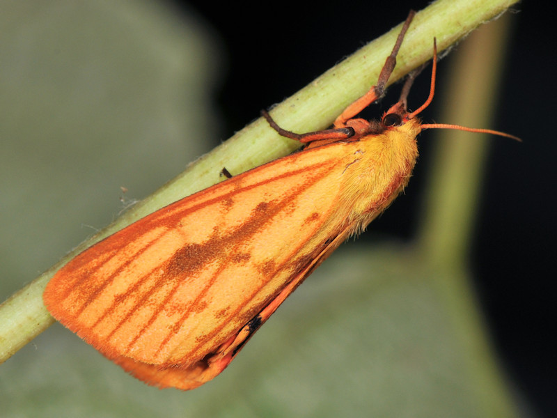 Rhyparioides metelkana trovata in l''Italia