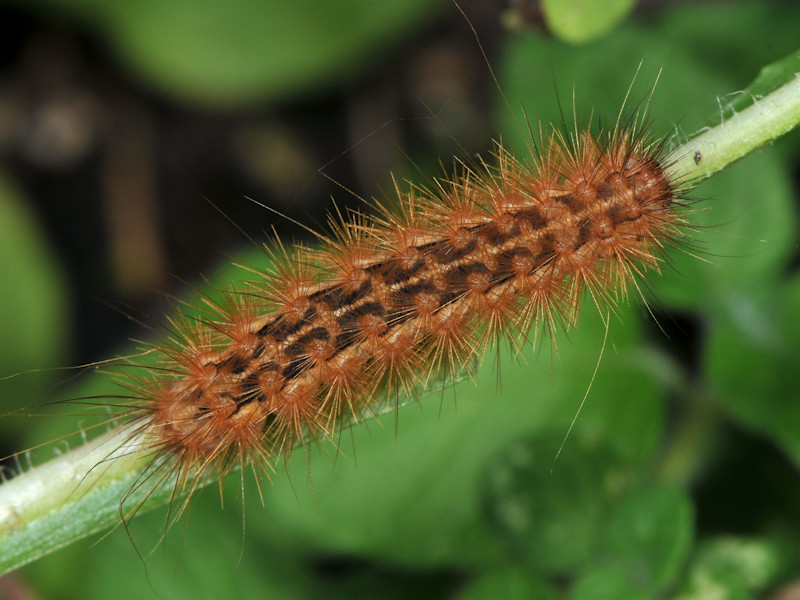 Rhyparioides metelkana trovata in l''Italia