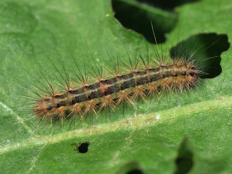 Rhyparioides metelkana trovata in l''Italia