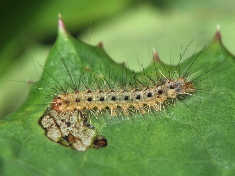 Rhyparioides metelkana trovata in l''Italia