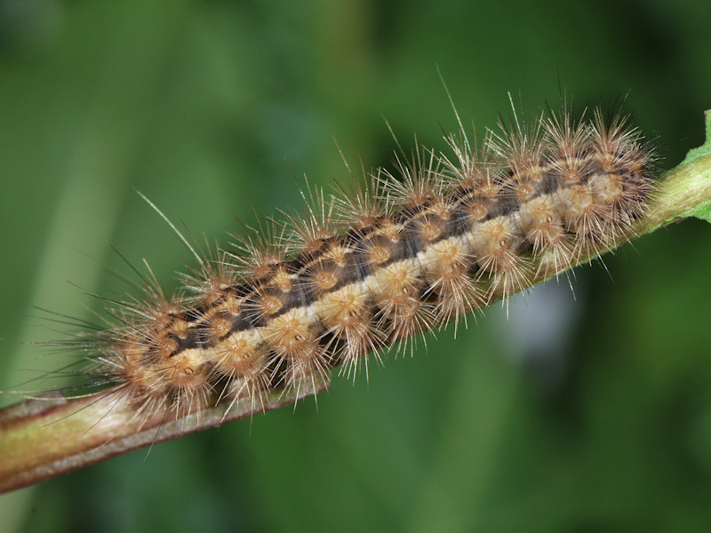 Rhyparioides metelkana trovata in l''Italia