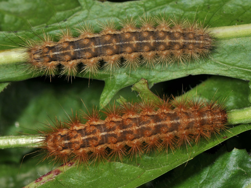 Rhyparioides metelkana trovata in l''Italia