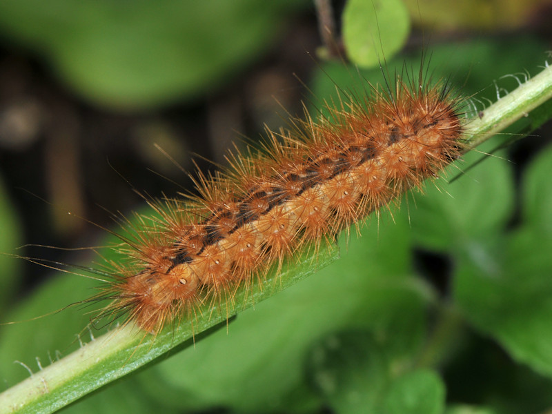 Rhyparioides metelkana trovata in l''Italia