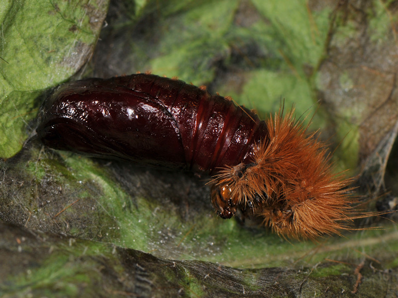 Rhyparioides metelkana trovata in l''Italia