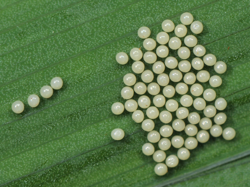 Rhyparioides metelkana trovata in l''Italia