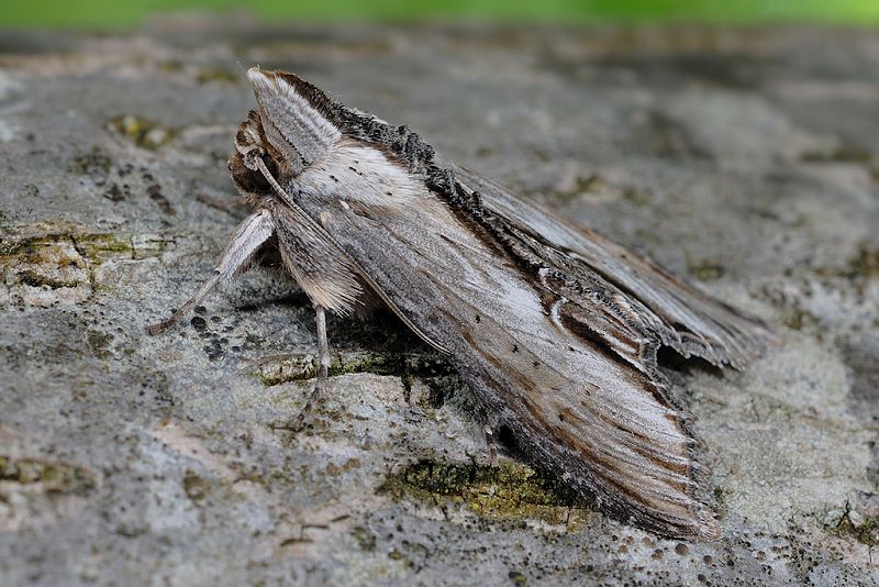 Cucullia (Shargacucullia) blattariae