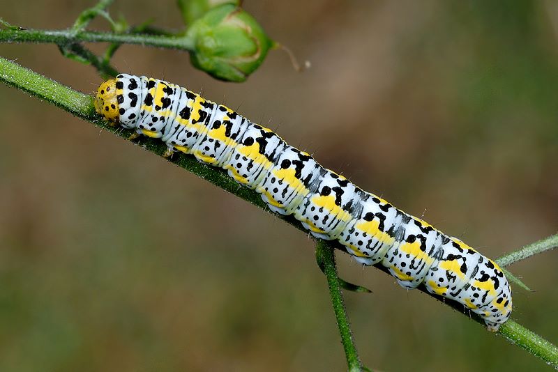 Cucullia (Shargacucullia) blattariae