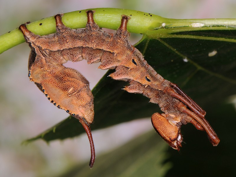 larva di Stauropus fagi - Notodontidae