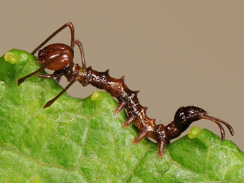 larva di Stauropus fagi - Notodontidae