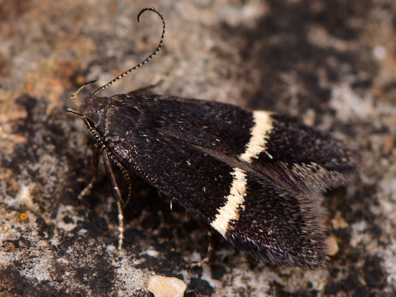 Microlepidotteri, SIC Monte Calvo e Monte Calvilli, Frosinone