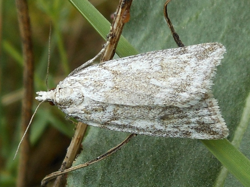 Endemismo delle Alpi Cozie meridionali: Syrianarpia faunieralis - Crambidae
