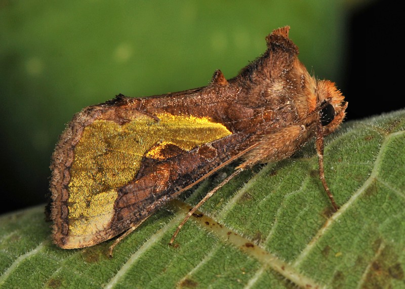 Sorpresa dorata: Thysanoplusia orichalcea