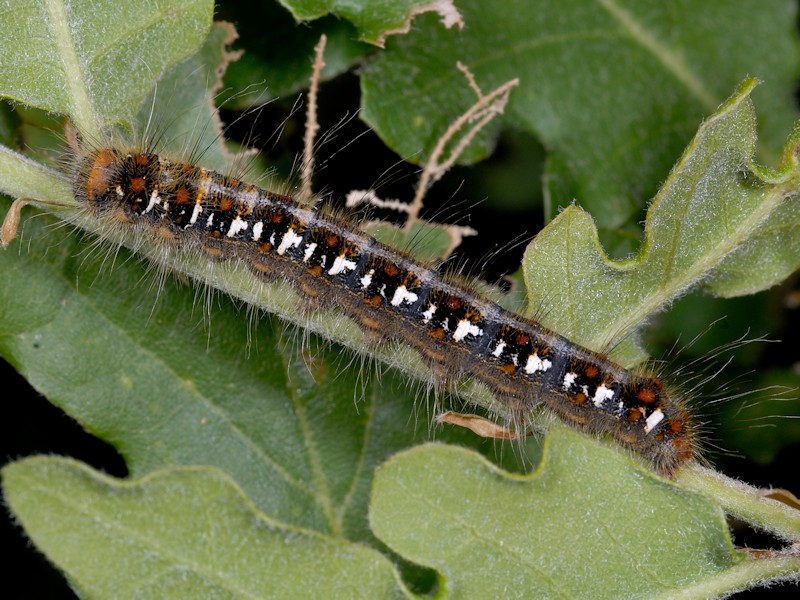 Bruco di Lasiocampidae: Trichiura (Trichiura) crataegi