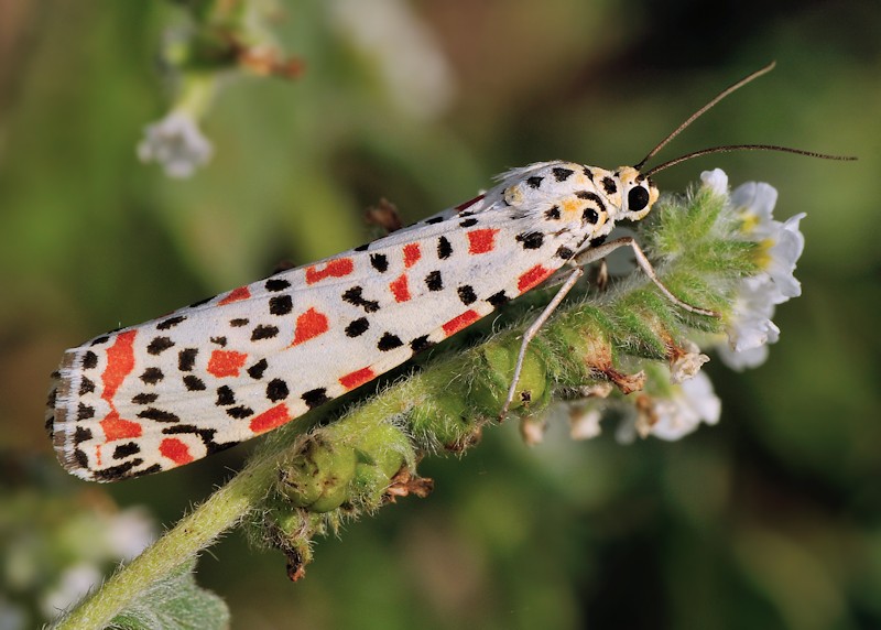 Ciclo vitale di Utetheisa pulchella - Arctiidae