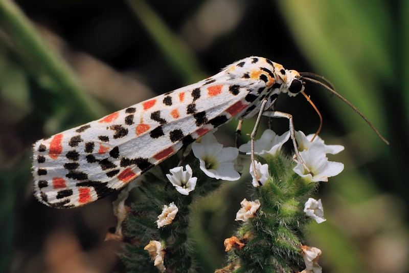 Ciclo vitale di Utetheisa pulchella - Arctiidae