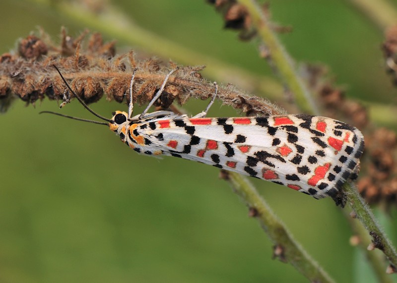 Ciclo vitale di Utetheisa pulchella - Arctiidae