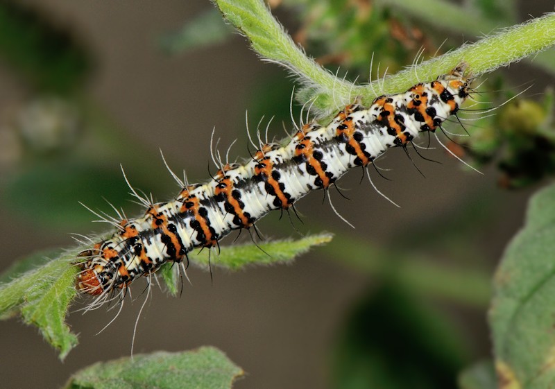 Ciclo vitale di Utetheisa pulchella - Arctiidae