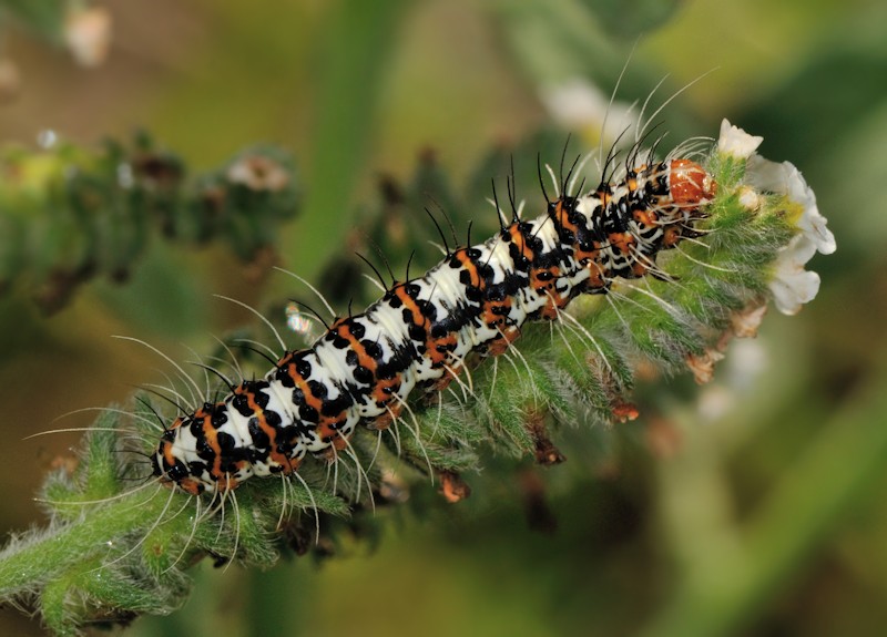 Ciclo vitale di Utetheisa pulchella - Arctiidae