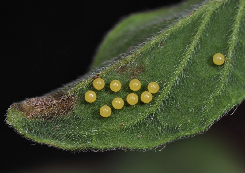 Ciclo vitale di Utetheisa pulchella - Arctiidae