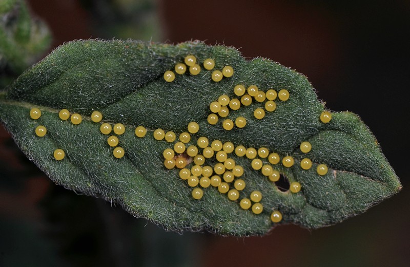 Ciclo vitale di Utetheisa pulchella - Arctiidae