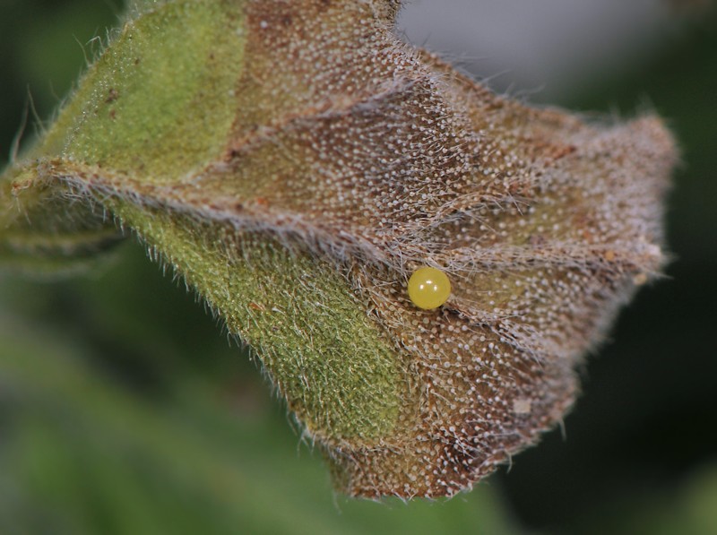 Ciclo vitale di Utetheisa pulchella - Arctiidae