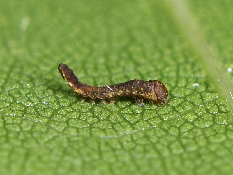 Ciclo di Watsonalla cultraria - Drepanidae