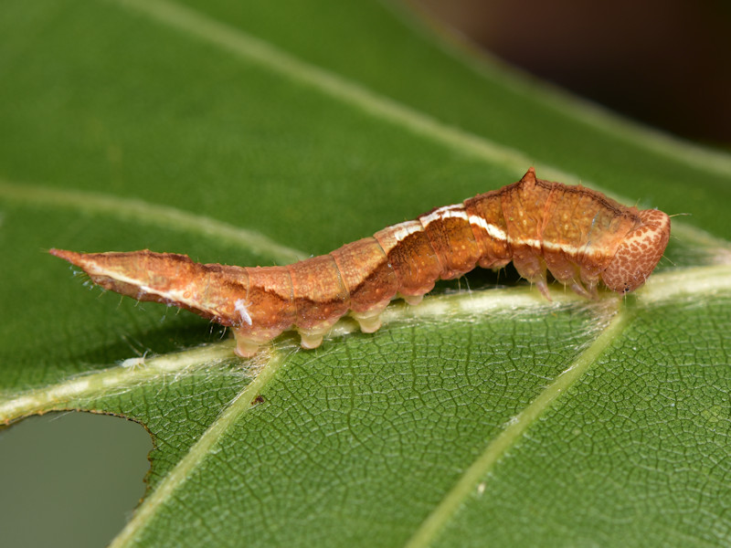 Ciclo di Watsonalla cultraria - Drepanidae