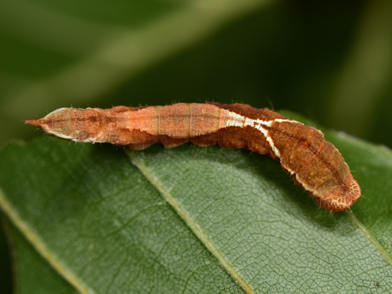 Ciclo di Watsonalla cultraria - Drepanidae